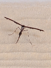 Anstenoptilia marmarodactyla