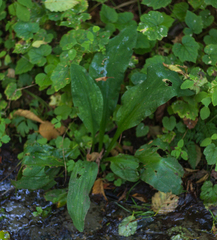 Lysichiton americanus