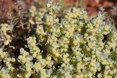 Atriplex holocarpa