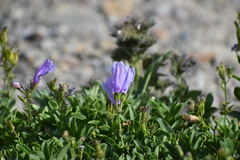 Penstemon ellipticus