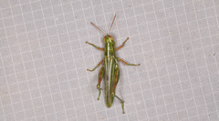 Hesperotettix viridis