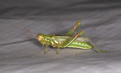 Hesperotettix viridis