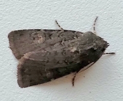 Euxoa velleripennis