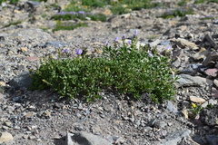 Penstemon ellipticus