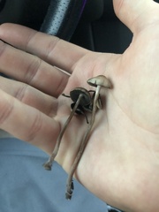 Panaeolus cinctulus