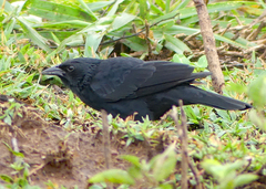 Gnorimopsar chopi