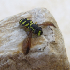Chrysotoxum intermedium