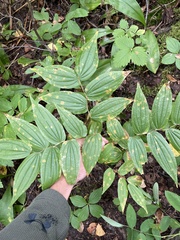 Prosartes hookeri