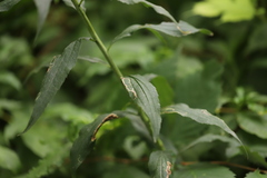 Microrhopala vittata
