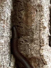 Cylindroiulus caeruleocinctus