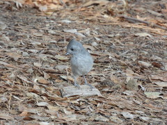 Baeolophus inornatus