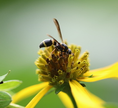 Parancistrocerus perennis