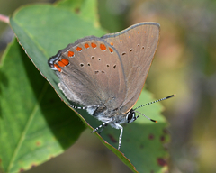 Satyrium titus