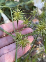 Cyperus croceus