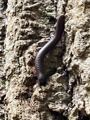 Cylindroiulus caeruleocinctus