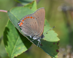 Satyrium titus
