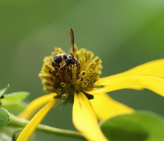 Parancistrocerus perennis