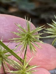 Cyperus croceus