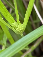 Cyperus croceus