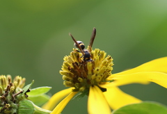 Parancistrocerus perennis