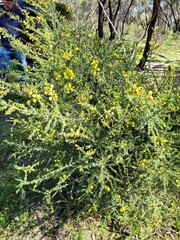 Acacia paradoxa