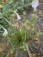 Cyperus croceus