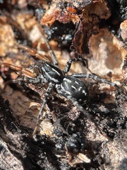 Nyssus coloripes