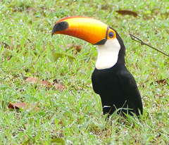 Ramphastos toco