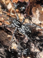 Nyssus coloripes
