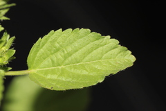 Acalypha infesta