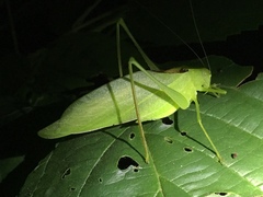 Amblycorypha oblongifolia
