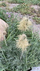 Pulsatilla occidentalis