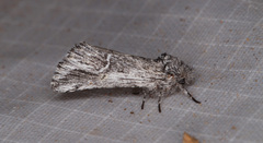 Ursia noctuiformis