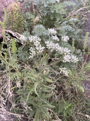 Eupatorium altissimum