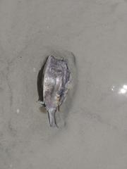 Acanthostracion quadricornis