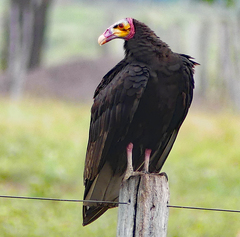Cathartes burrovianus