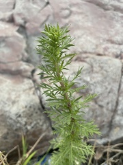 Artemisia biennis