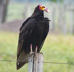 Cathartes burrovianus