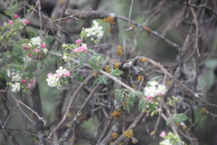 Cardiospermum corindum