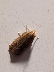 Psilocorsis reflexella