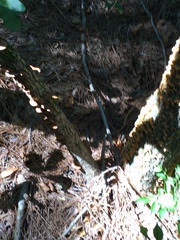 Stereum gausapatum