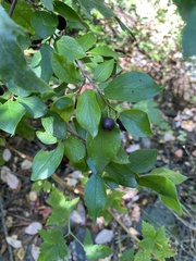 Cotoneaster lucidus