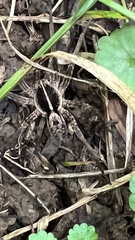 Tigrosa georgicola