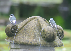 Tachycineta albilinea