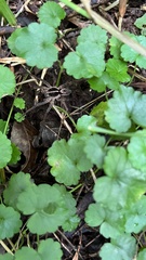 Tigrosa georgicola