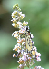 Danaus plexippus