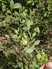 Lespedeza hirta