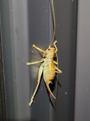 Camptonotus carolinensis