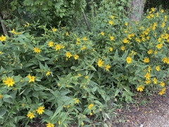 Helianthus strumosus