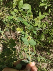 Lespedeza hirta
